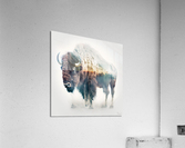 Sacred Buffalo Acrylic Print