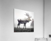 Sacred Elk Acrylic Print