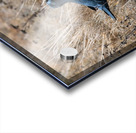 Have We Met  Acrylic print