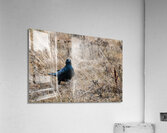 Have We Met  Acrylic Print