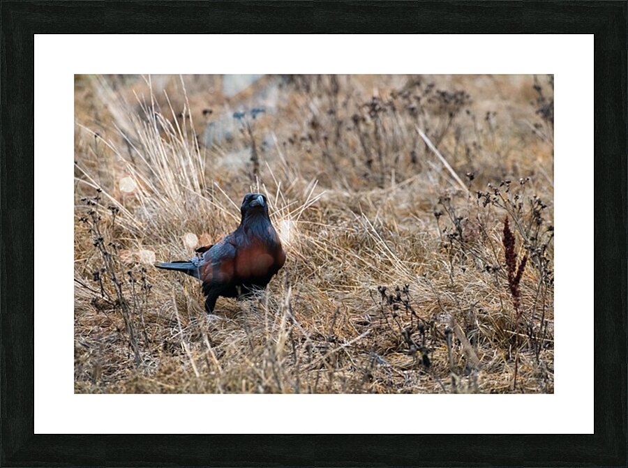 Have We Met  Picture Frame print