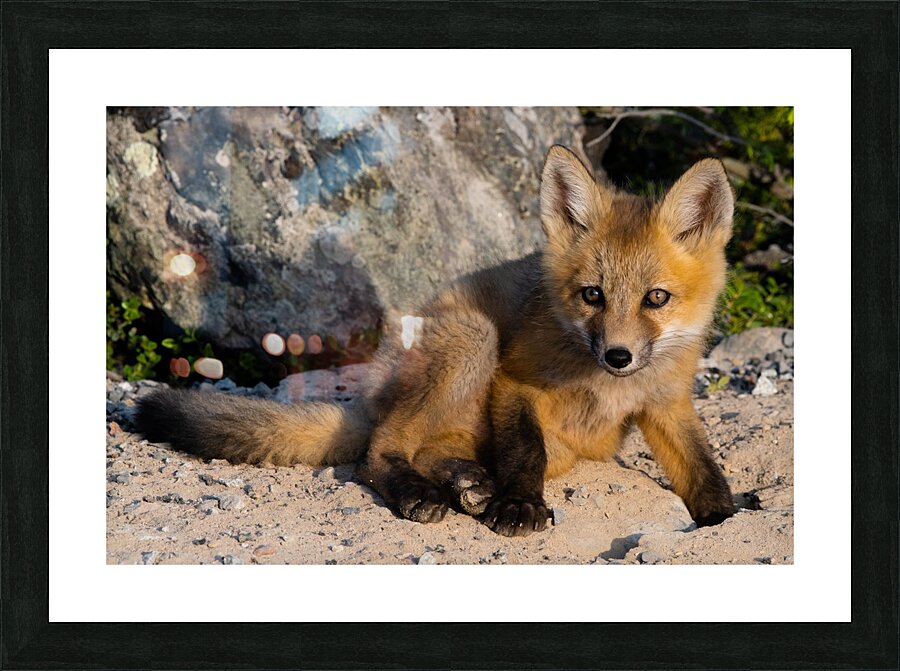 Fox Kit Picture Frame print