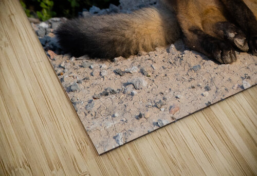 Fox Kit AngelaRae Photography puzzle