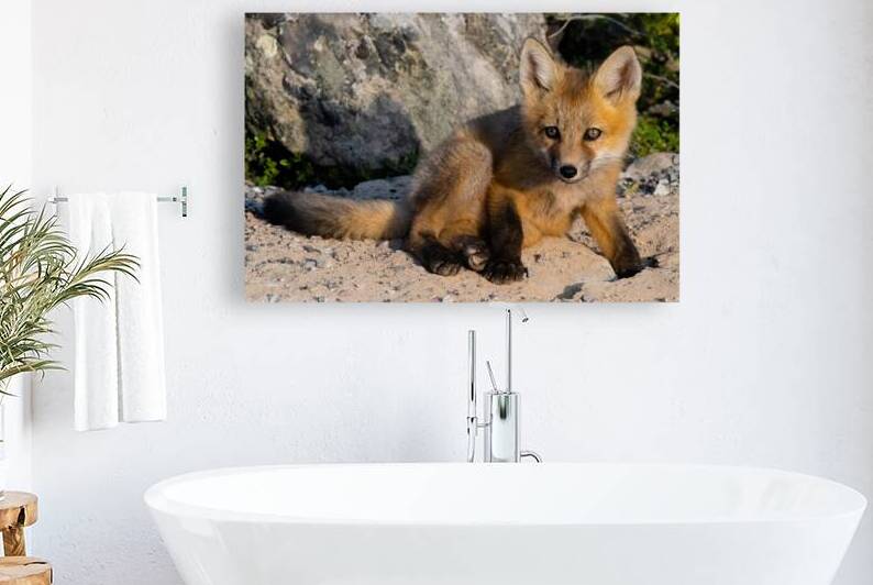 Fox Kit by AngelaRae Photography