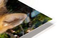 Fox Kit HD Metal print