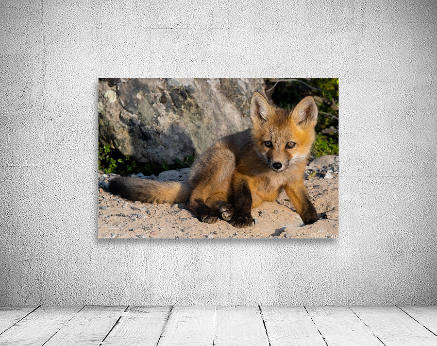 Fox Kit Wall Preview