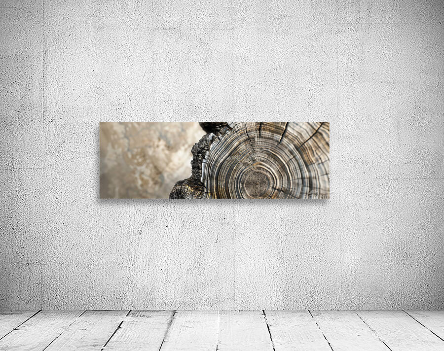 Tree Ring Cross-Section Print Wall Preview
