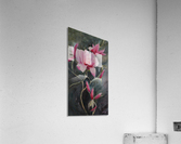Almond Blossoms Acrylic Print