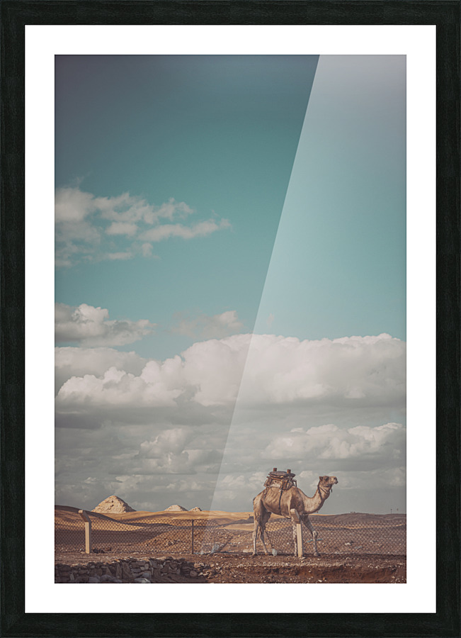 The camel Picture Frame print