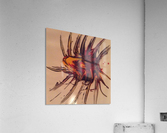 Organic seed Acrylic Print