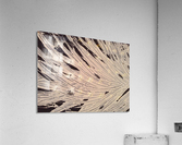 Frosted leaves.                                       Acrylic Print