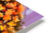African Blossom HD Metal print