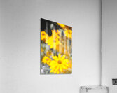 Soft Yellow Flowers Acrylic Print