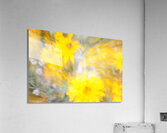 Yellow Flowers Acrylic Print