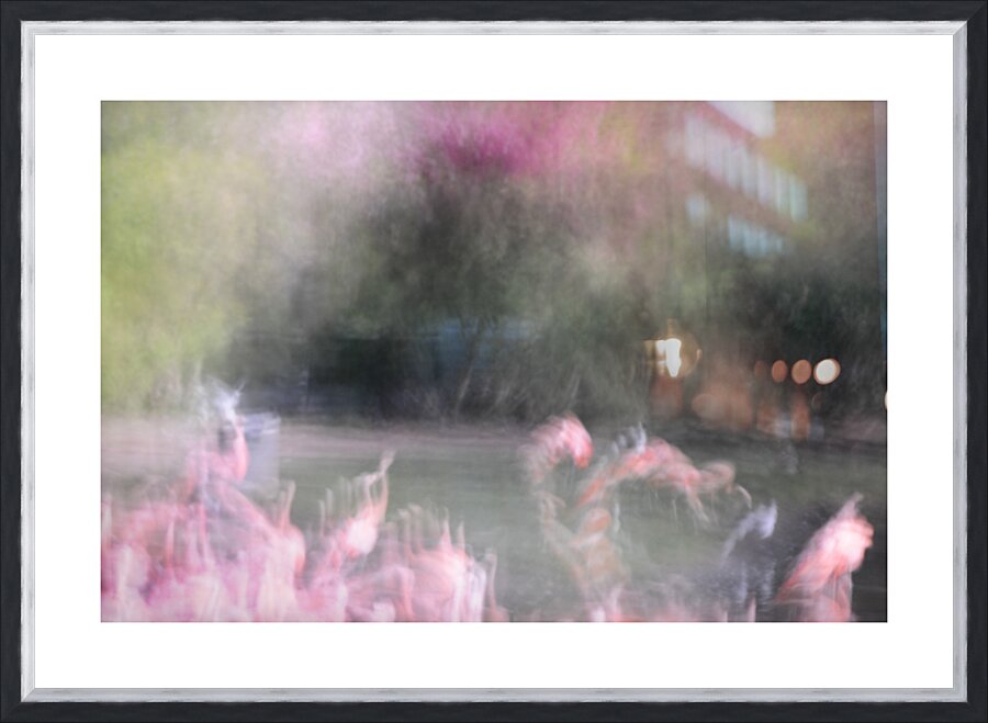 Flamingos Picture Frame print