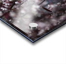 Sand Cherry Blossoms Acrylic print