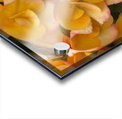 Orange Begonias Acrylic print