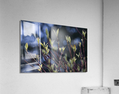 Tips at Twilight Acrylic Print