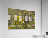 Spring Meadow Acrylic Print