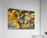Autumn Memory Acrylic Print