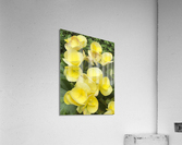 Yellow Begonias Acrylic Print