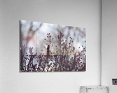 Sand Cherry Bonanza Acrylic Print