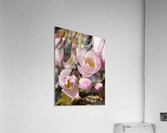 Spring Blossom Boom Acrylic Print