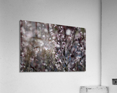 Sand Cherry Blossoms Acrylic Print