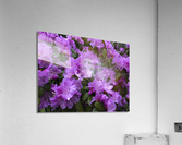 Azalea Medley Acrylic Print
