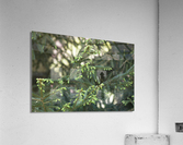 Evergreen Blossoms Acrylic Print