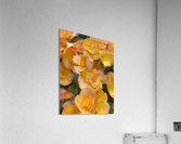 Orange Begonias Acrylic Print