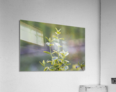 Life Returns Acrylic Print