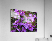 Spring Azaleas Acrylic Print