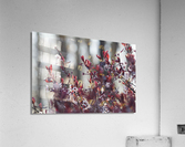 Reds in Spring Acrylic Print