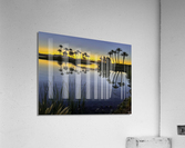 Palms at First Light Acrylic Print