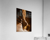 Antelope Contours Acrylic Print