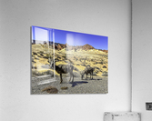 Desert Denizens Acrylic Print