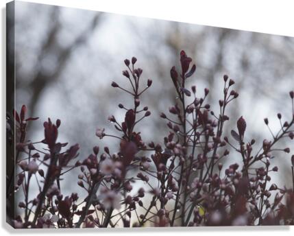 Sand Cherry Bonanza Canvas Print