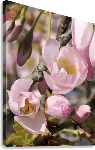 Spring Blossom Boom Canvas Print