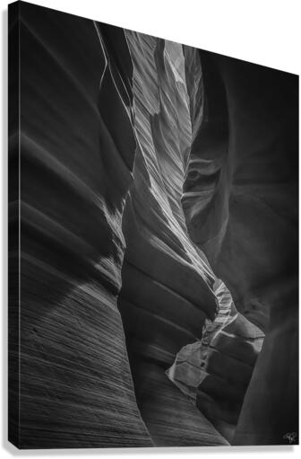 Antelope Contours BW Canvas Print