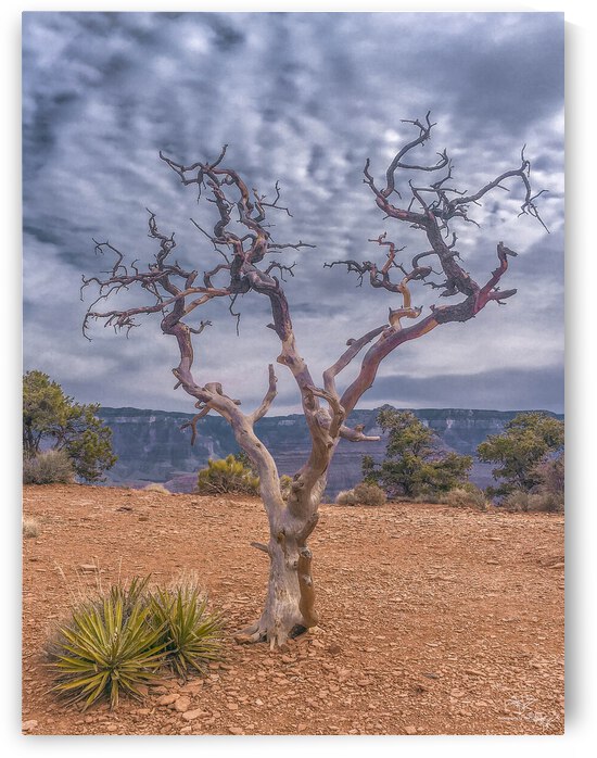 Grand Canyon Treeincarnation by THOMAS PATRICK KENNEDY