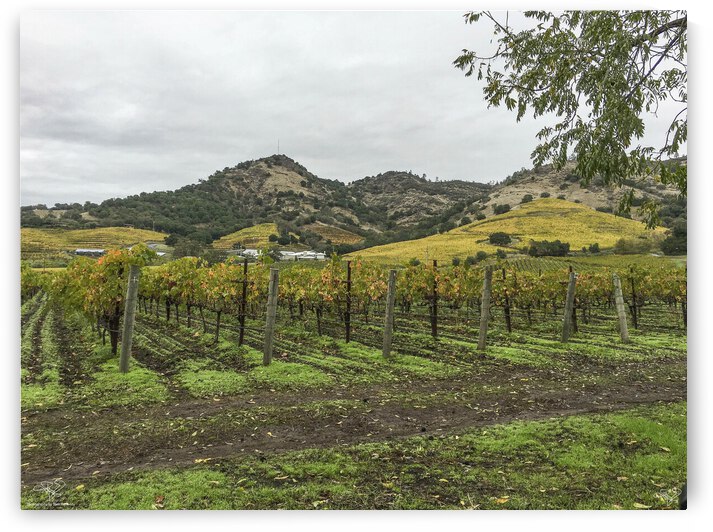 Stags Leap  Napa by THOMAS PATRICK KENNEDY