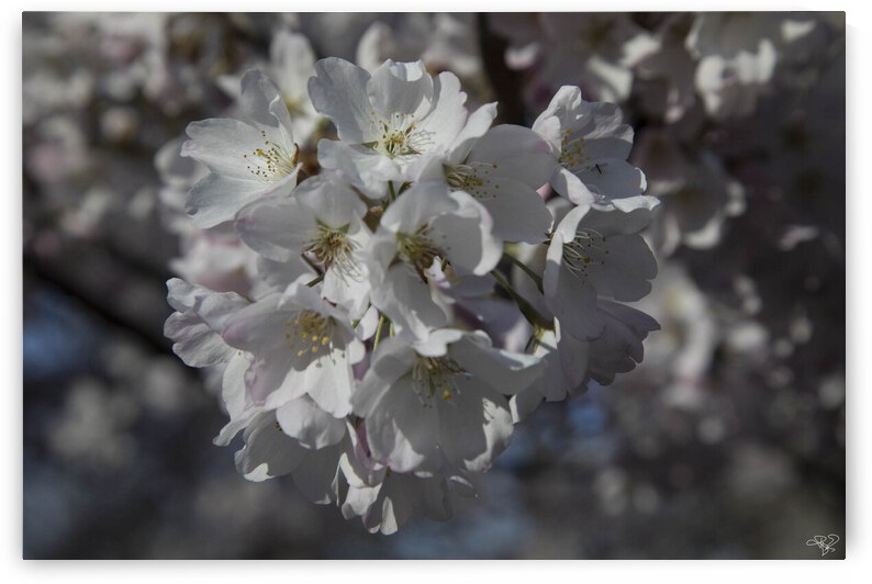 Spring has Sprung by THOMAS PATRICK KENNEDY