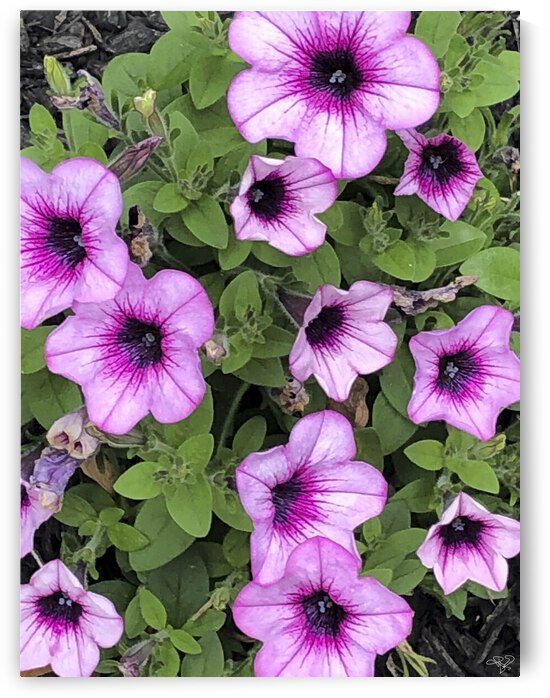 Petunias on Parade by THOMAS PATRICK KENNEDY
