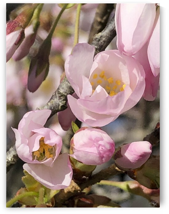 Spring Blossom Boom by THOMAS PATRICK KENNEDY