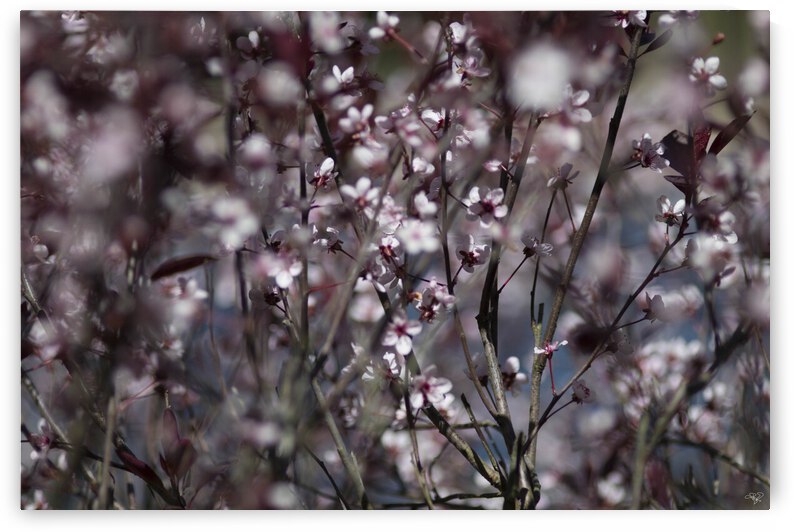 Sand Cherry Blossoms by THOMAS PATRICK KENNEDY