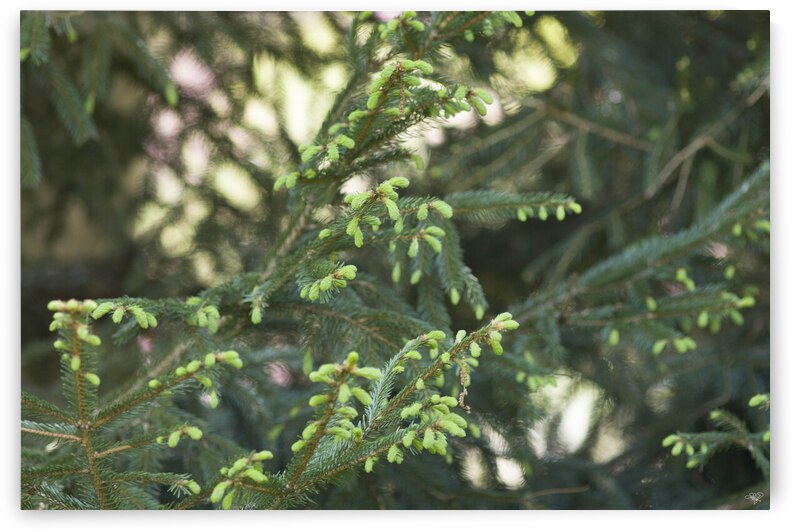 Evergreen Blossoms by THOMAS PATRICK KENNEDY