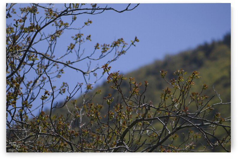 Birth of Spring at Storm King by THOMAS PATRICK KENNEDY