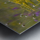 Spring Meadow Metal print