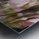 Spring Blossom Boom Metal print
